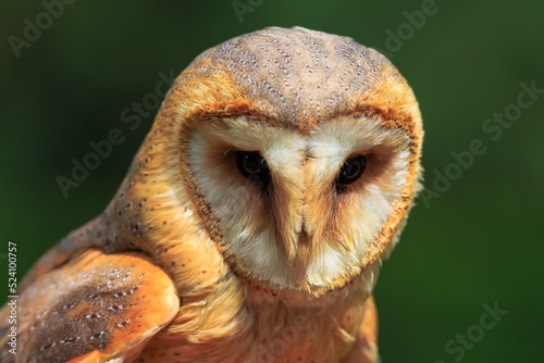 Fotografía female barn owl (Tyto alba) portrait of sad bird