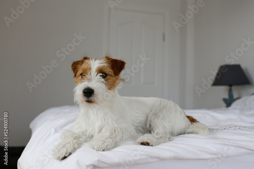 Super cute wire haired Jack Russel terrier puppy with folded ears on a bed with white linens. Small broken coated doggy on white bedsheets in a bedroom. Close up, copy space, background.