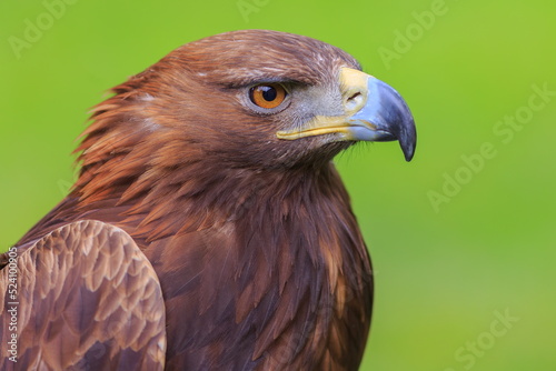 female golden eagle (Aquila chrysaetos) with green background