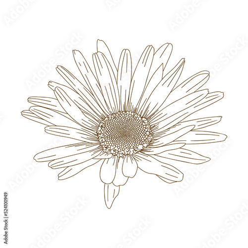 Fototapeta Naklejka Na Ścianę i Meble -  white daisy flower, Chamomile linear engraving