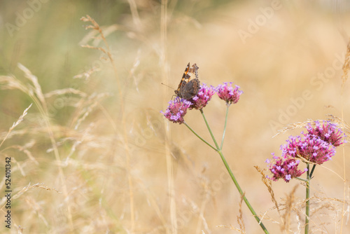 Verbena bonariensis flowers (Argentinian Vervain or Purpletop Vervain, Clustertop Vervain, Tall Verbena, Pretty Verbena) in garden photo