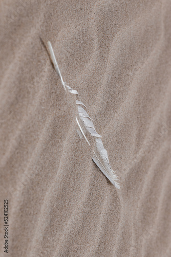 Close-up of birds feather lying on sand background