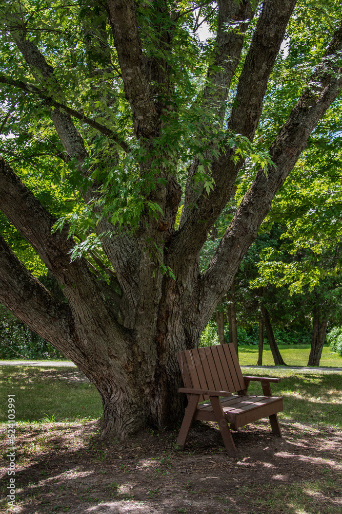 Old large Maple tree with bench