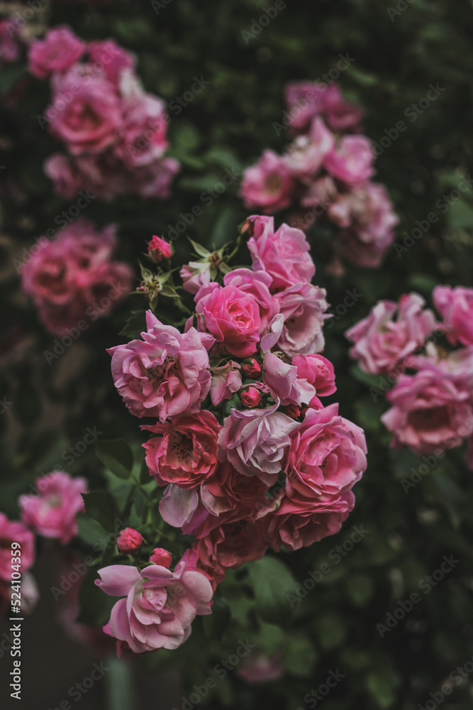 Fototapeta premium pink wild roses growing in a garden during summer