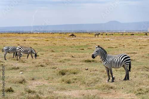 zebras in the savannah