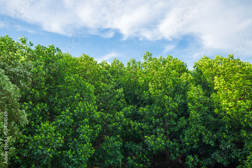 Mangrove forests and coastlines,Red mangrove forest and shallow waters in a Tropical island ,Mangrove Forest, Mangrove Tree, Root, Red, Tree