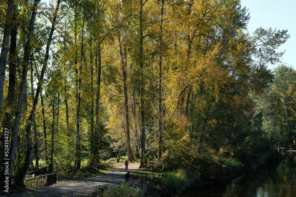 The Sammamish river trail exploded in color in the Autumn. With the exception of bicyclists, runners, and walkers, it was just the ducks and other birds on ther water and in the trees.