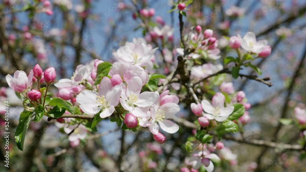 Panorama of a Cherry branch with flowers in spring bloom. A beautiful tree branch with cherry blossoms. Panorama of a Cherry branch with flowers in spring bloom. A beautiful tree branch with cherry blossoms.
