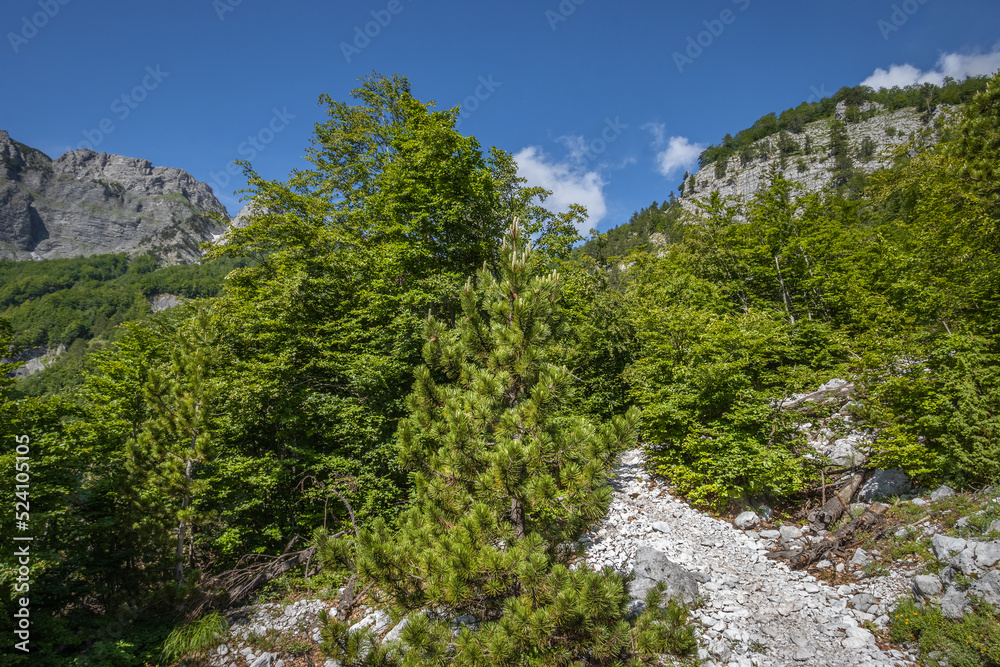 beautiful hiking path in the albanian alps up the valbona-theth pass