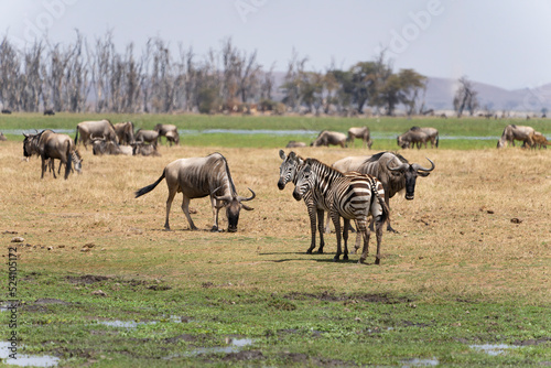 zebras and wildebeest in serengeti