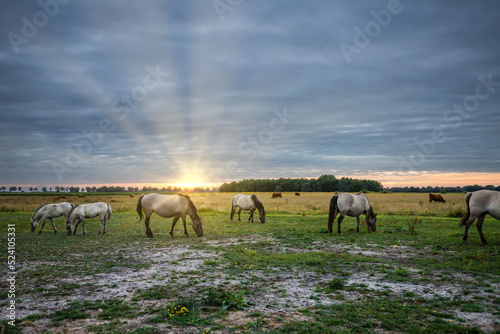 Landscape at sunset with herd of wild Konik horses in Eexterveld in the Dutch province of Drenthe with a background of warm colors of the setting sun and sky with veil clouds