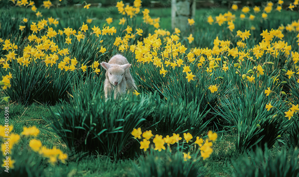 A young lamb walking through a daffodil field on a sheep ranch near Salem Oregon - obrazy, fototapety, plakaty 