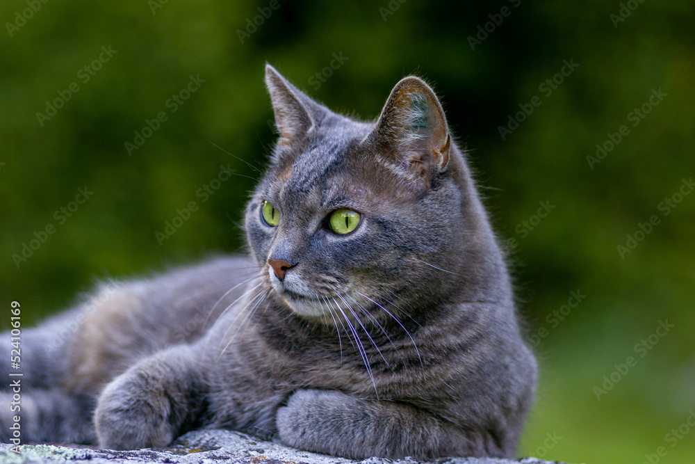 Side view of a domestic gray tabby cat against a green background