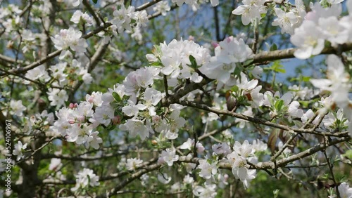 Close up of a white flowers crabapple. Branches of fruit tree in spring.  photo