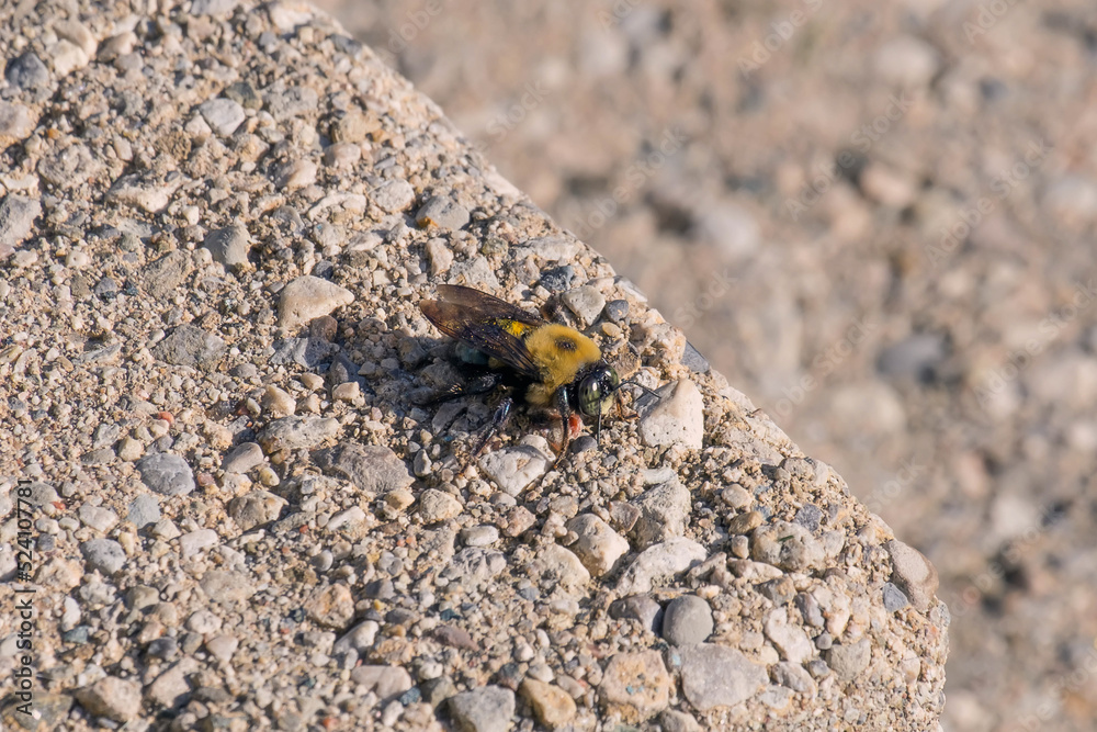 Honey bee close up Honey bee close up