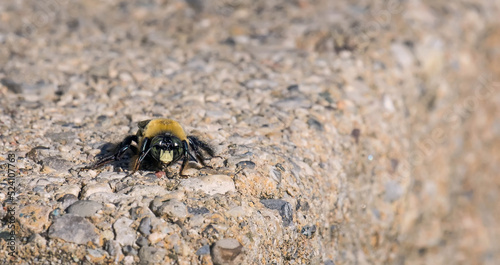 Honey bee close up