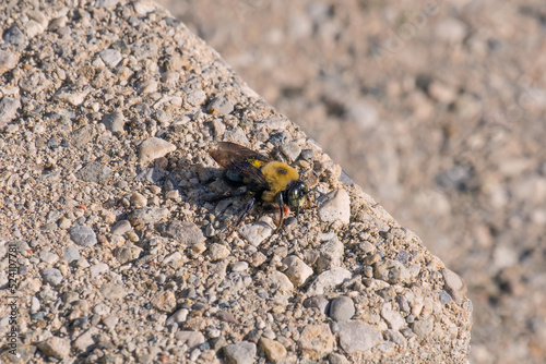 Honey bee close up