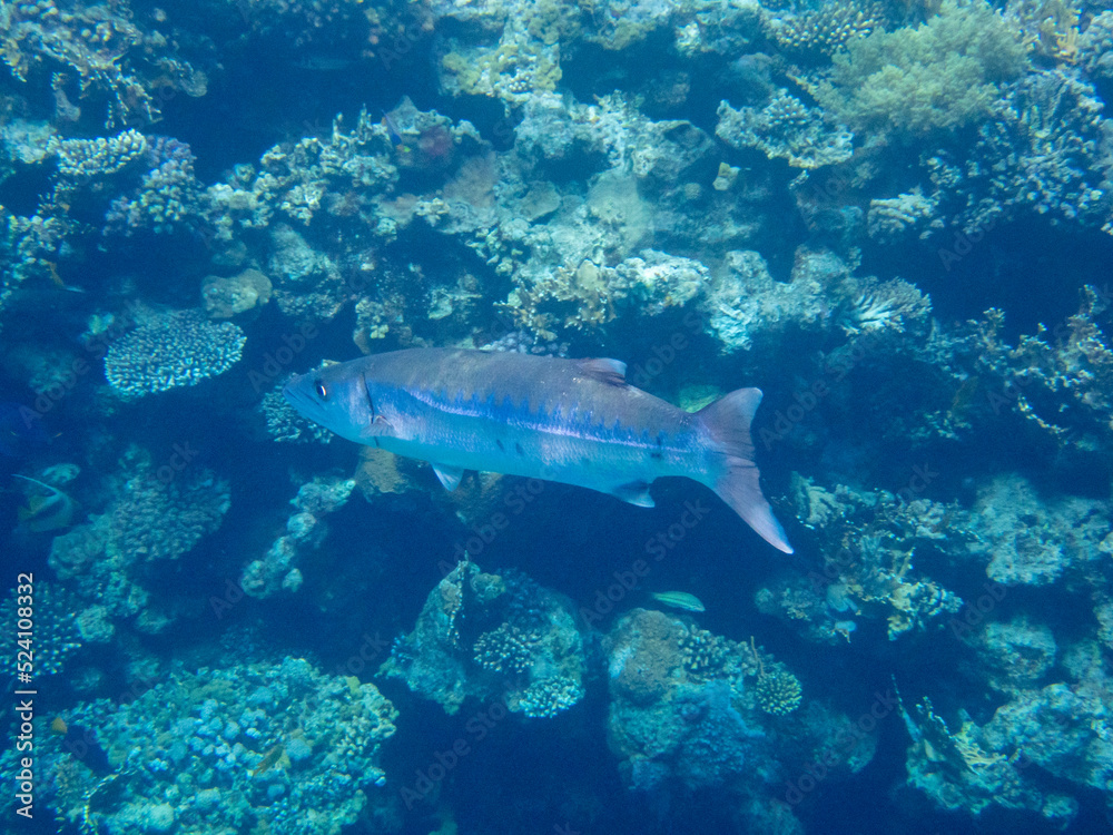 Residents of the underwater flora of the coral reef in the Red Sea, Hurghada, Egypt Residents of the underwater flora of the coral reef in the Red Sea, Hurghada, Egypt