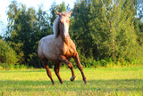 yellow horse with white mane runs in the field