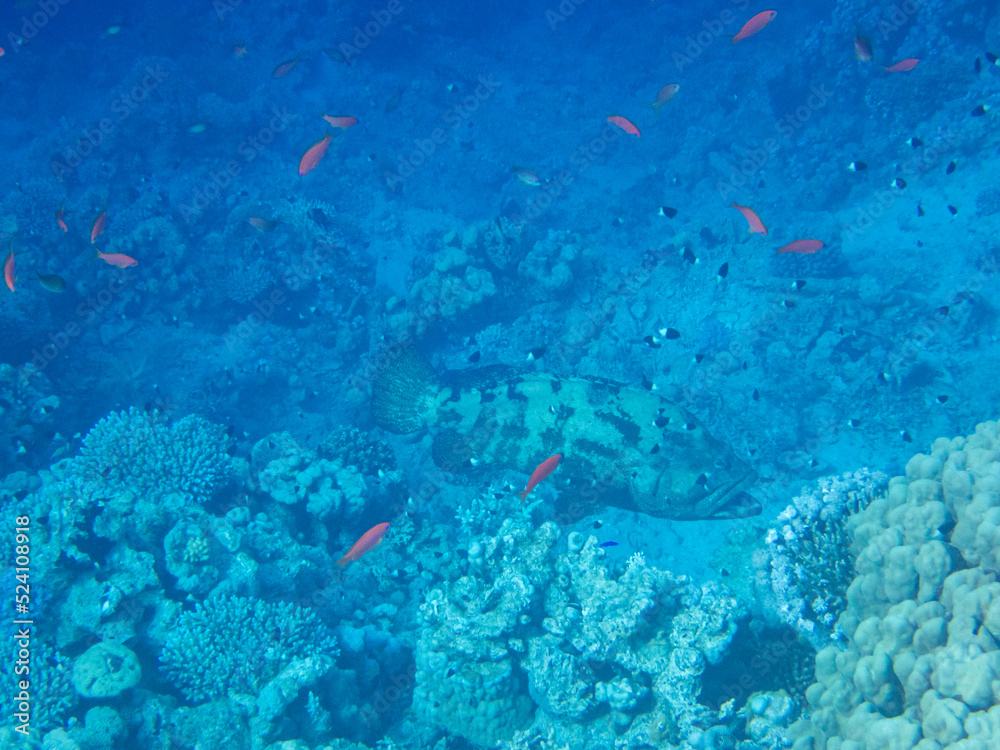 Fototapeta premium Residents of the underwater flora of the coral reef in the Red Sea, Hurghada, Egypt
