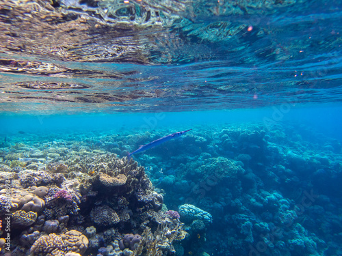 Residents of the underwater flora of the coral reef in the Red Sea  Hurghada  Egypt