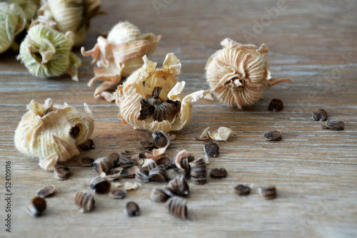 Collecting hollyhock flower seeds from dried seed pods photo