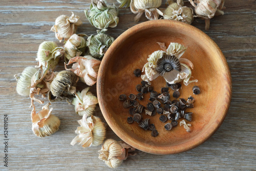 Top view of hollyhock seeds in wooden bowl. Collecting hollyhock flower seeds from dried seed pods photo