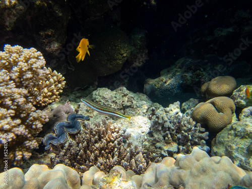 Residents of the underwater flora of the coral reef in the Red Sea, Hurghada, Egypt © glebantiy