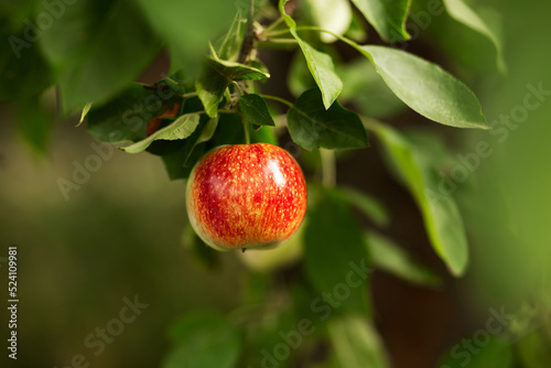 A red apple hangs on a tree with leaves. Agriculture, agronomy, industry