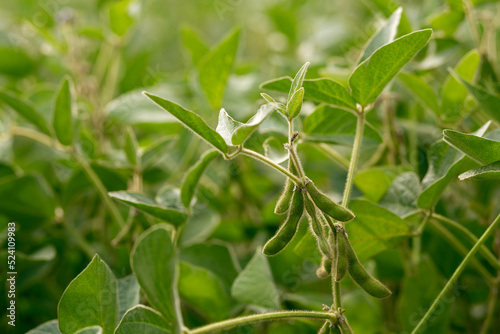 Soybean plant in the garden. Agriculture, agronomy, industry