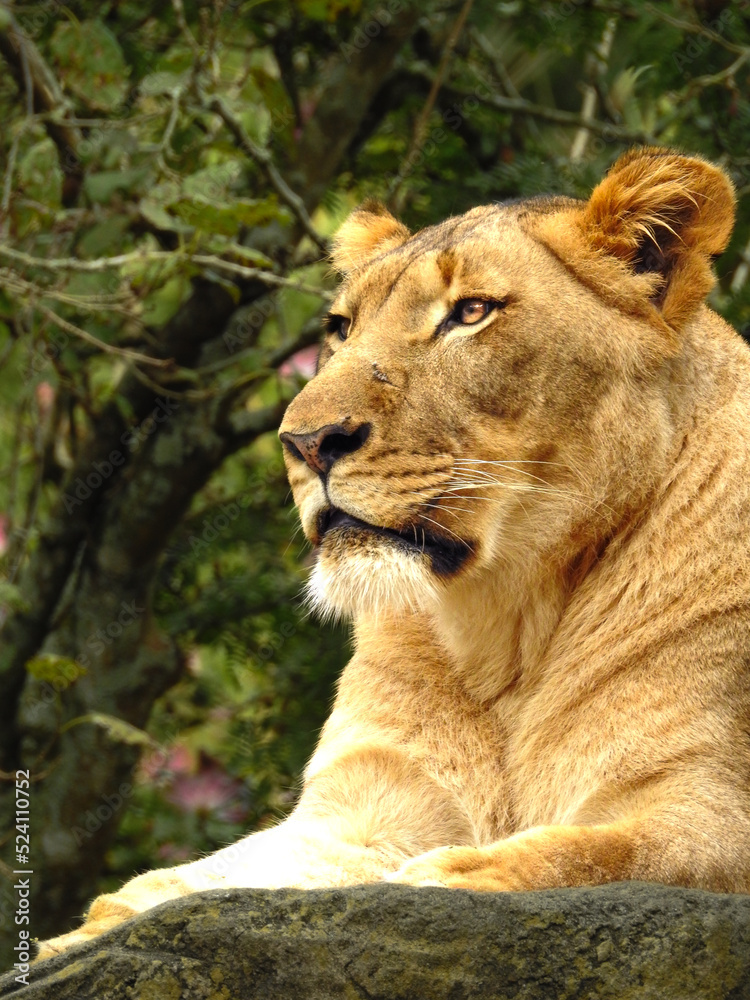 Regal Lioness