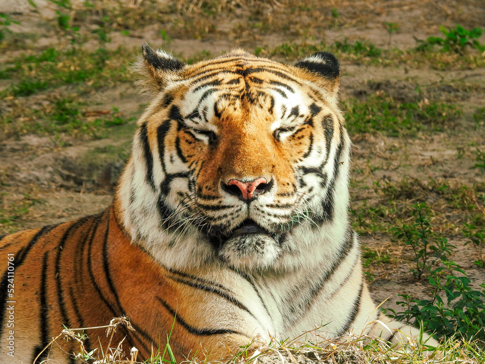 Fototapeta premium Tired Bengal Tiger
