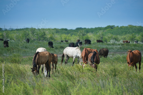 Herd horses and herd of cows background graze in meadow. © freeman83