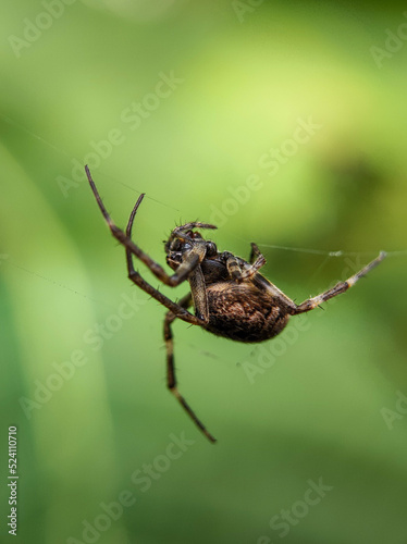 Araneus ventricosus Spider 