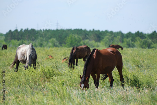Horses graze in a green meadow.