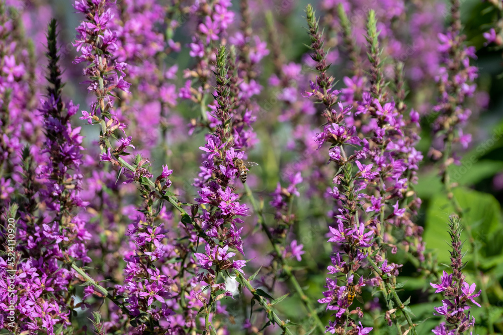 Purple flower of lythrum salicaria are in full bloom in garden Purple flower of lythrum salicaria are in full bloom in garden