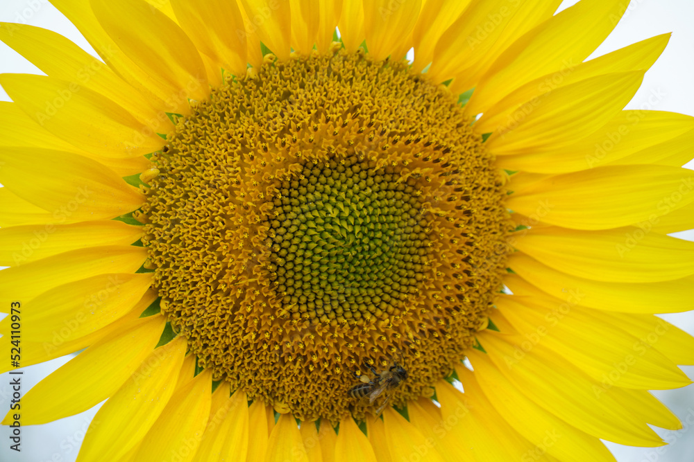 Bright yellow sunflower flower with petals close-up. Bright yellow sunflower flower with petals close-up.