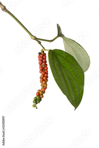 black peppercorn, ripe and unripe black pepper fruits or drupes with its foliage or vine, spicy and seasoning ingredient, isolated on white background photo
