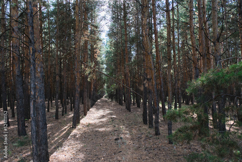 Pine forest planted in straight rows, forest landscape.