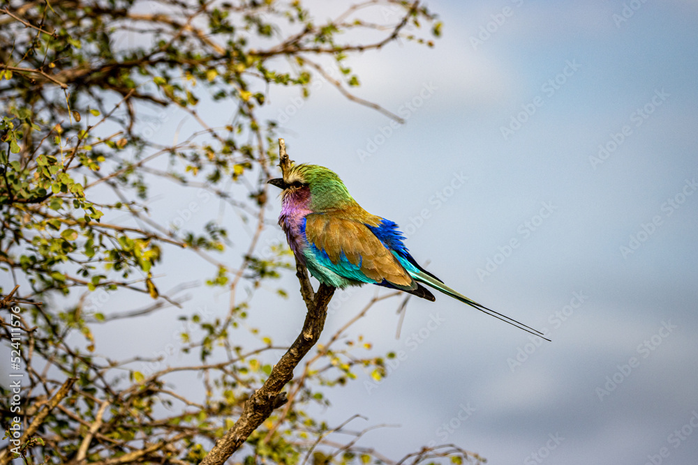 Obraz premium Lilac-breasted roller