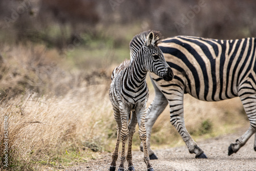 zebra in the wild