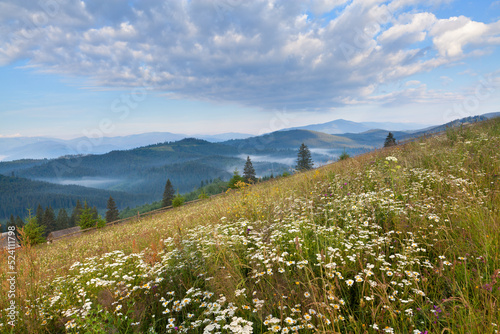 White chamomile flowers on the meadow, foggy mountains and spruce forest under blue sky with clouds. Ukraine, Carpathians. photo