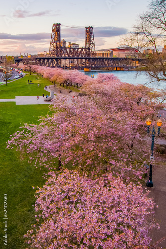 Cherry Blossom Boulevard