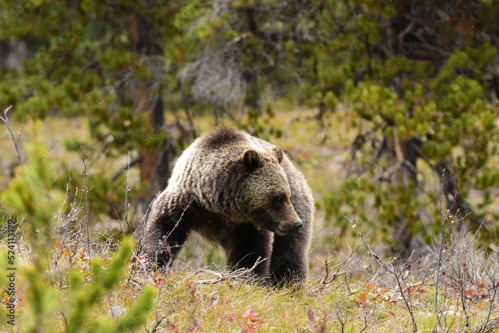 Obraz premium grizzly turn