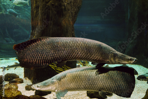 Arapaima fish. Pirarucu (Arapaima gigas). Pair fishes swims in water. photo