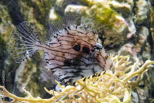 Leafy Filefish (Chaetodermis penicilligerus) swims in water photo