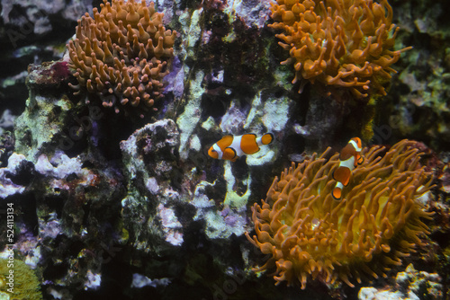 Ocellaris clownfish  Amphiprion ocellaris . Pair of fish swimming near sea anemones.