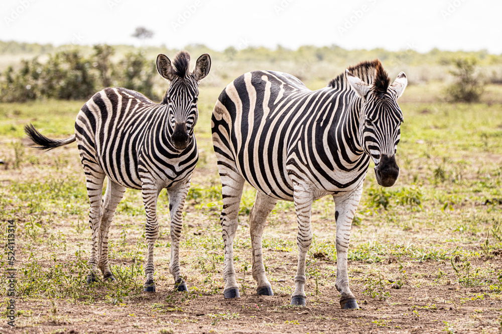 Fototapeta premium zebra in the wild