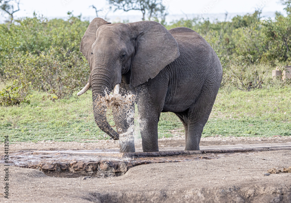 Fototapeta premium African Elephant at water hole