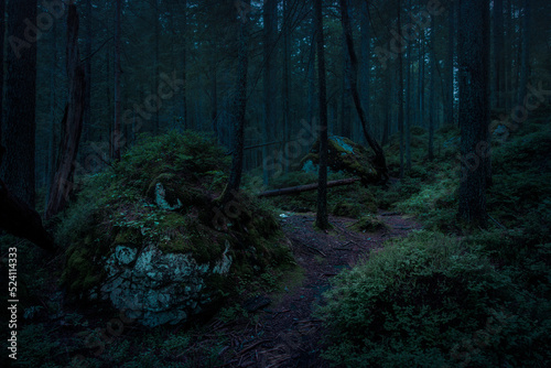 Fototapeta Naklejka Na Ścianę i Meble -  dark mystical forest at night